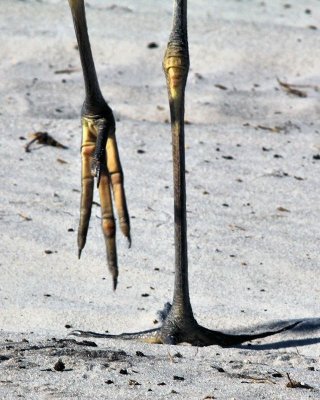 Heron feet - IMG_1026