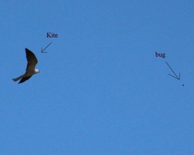 kite and bug - IMG_5020