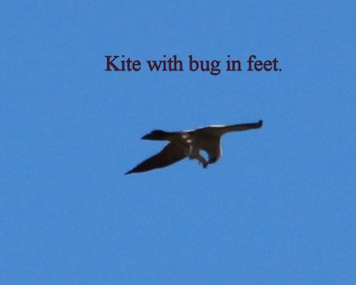 kite with bug in feet - IMG_5021