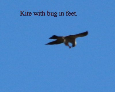 kite with bug in feet - IMG_5022