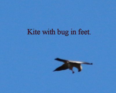 kite with bug in feet - IMG_5023