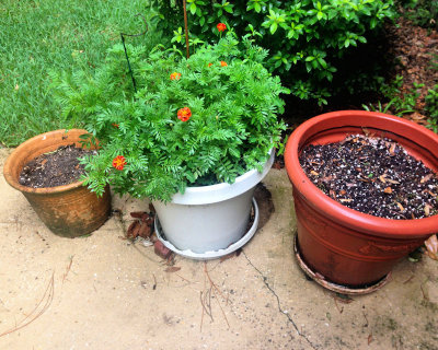 Three pots planted - IMG_6445