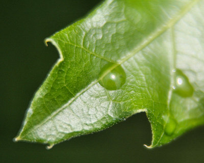 Water on leaf - IMG_1571 - 800 wide.jpg