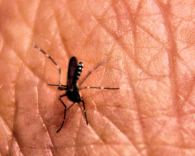 Mosquito on hand - IMG_1567