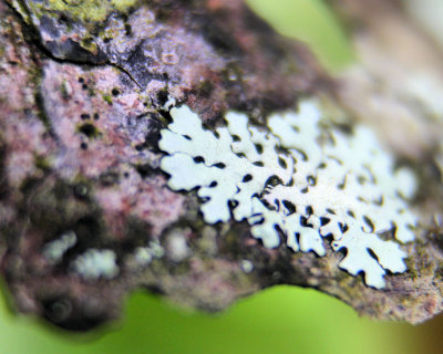 Lichen on bark - IMG_1563