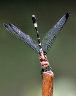 Dragonfly Doing Pushups - IMG_1613