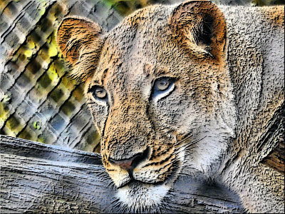 01 - lioness - DSCN2219 cartoon effect