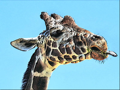 02 - giraffe head - DSCN2190 - Cartoon Effect