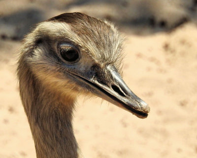 04 - ostrich head - DSCN2235 
