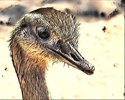 04 - ostrich head - DSCN2235 - cartoon