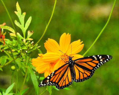 Monarch Butterfly - DSCN4692