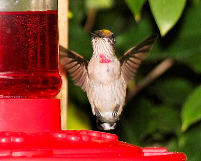 Ruby throated hummingbird - IMG_6176 