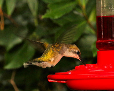 Feeding - IMG_6168