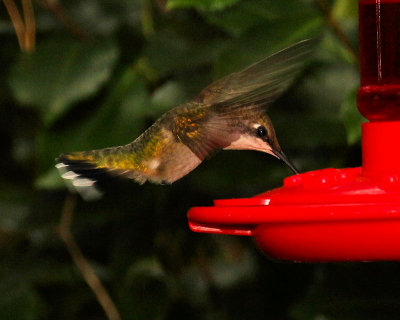 Feeding & Slurping - IMG_6165