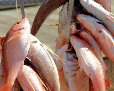 Dale - Red Snapper - IMG_9968