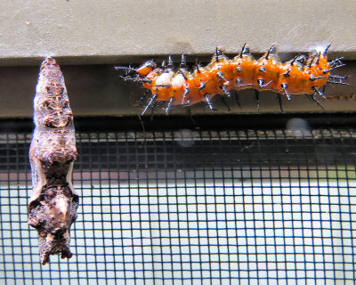 Cocooning - IMG_3126