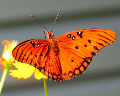 Butterfly - IMG_2959