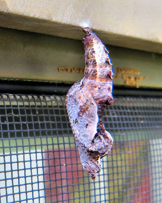Wings? - IMG_3299