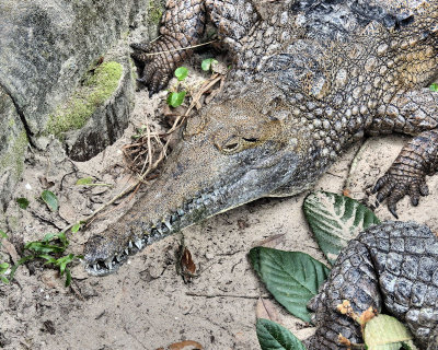 African Crocodile - DSCN5626 