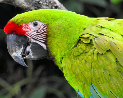 Great Green Macaw - DSCN5620