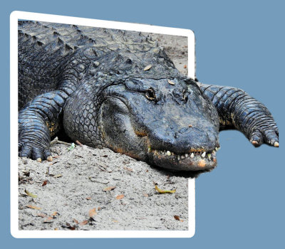 3D - Alligator 