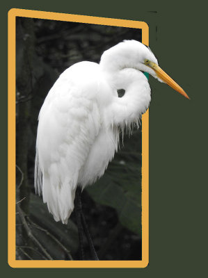 3D - Egret