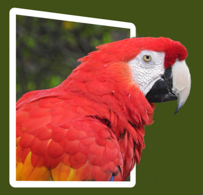 3D Red Macaw