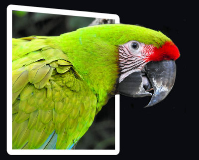 3D - Great Green Macaw