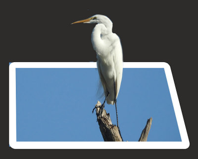 01 - 3D - White Egret - 800 wide.jpg