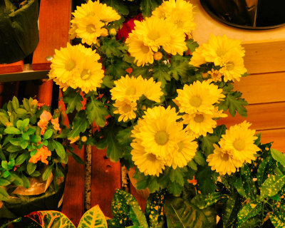 Yellow flowers - DSCN0183 