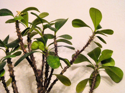 The Plant - DSCN0225 