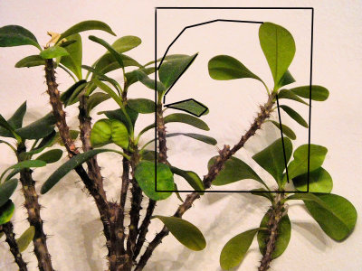 Face in the Plant - DSCN0225