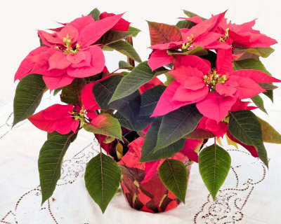 Poinsettia with door painted out - DSCN0221