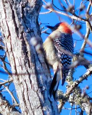 Red bellied woodpecker - DSCN0267 crop