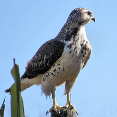 01 - Hawk - IMG_4607