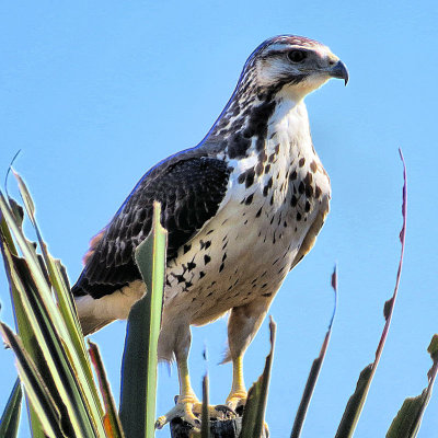 02 - Hawk - IMG_4606