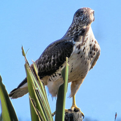 03 - hawk - IMG_4605