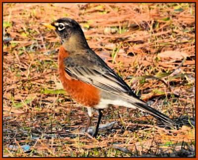Robin - DSCN6907