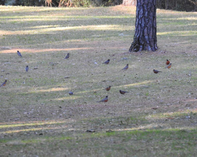 Partial Group of Robins - DSCN6903