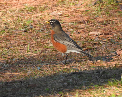 Robin - DSCN6907