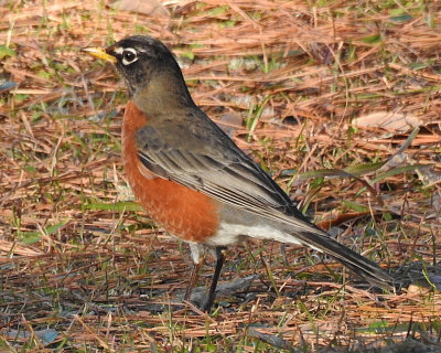 Robin out of camera - DSCN6907