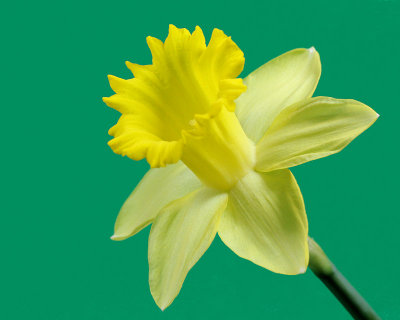 01 - Daffodil - IMG_1926