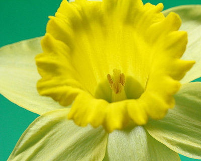 02 - daffodil - IMG_1927