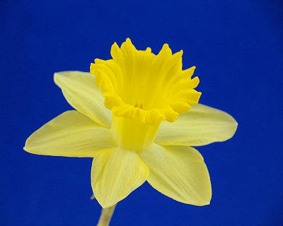 Full flower on Blue - IMG_6458