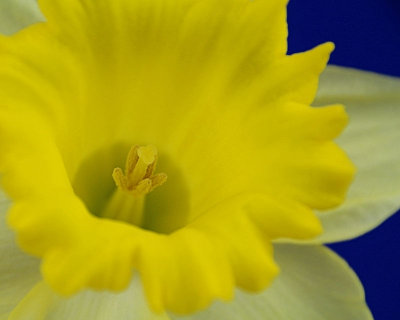 Stamen - IMG_6460