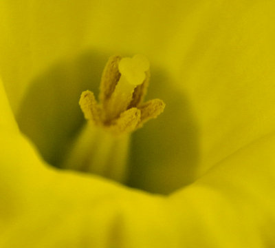 Stamen - macro - IMG_6460