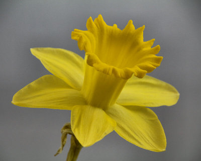 White background - IMG_6456