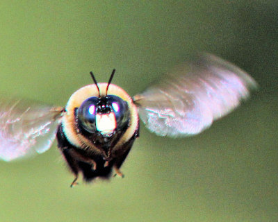 Bee - Dale's Carpenter Bee