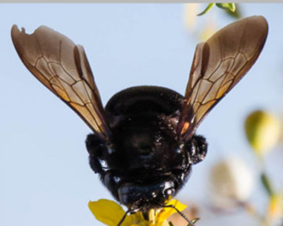 Rosemary's Bee photo - Feb 2016
