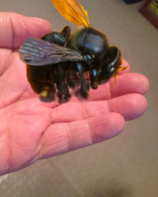 Bee on hand - IMG_8139